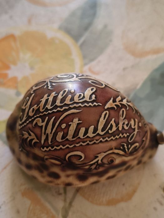 Gottlieb Witulsky Muszla porcelanka