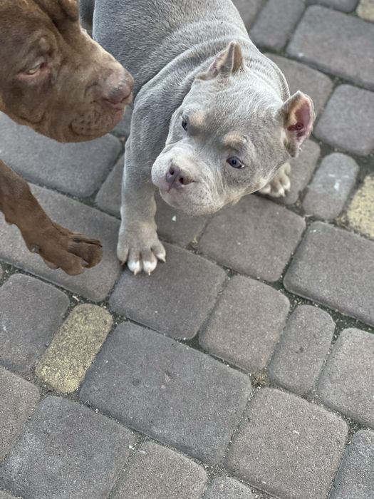 Американський буллі покет