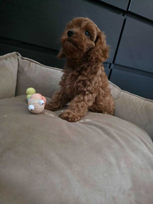 Cavapoo Dziewczynka