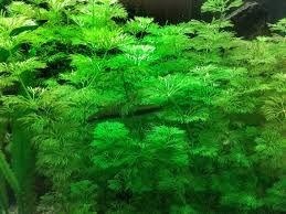 Limnophila sessiliflora Planta Aquário Cuidado fácil