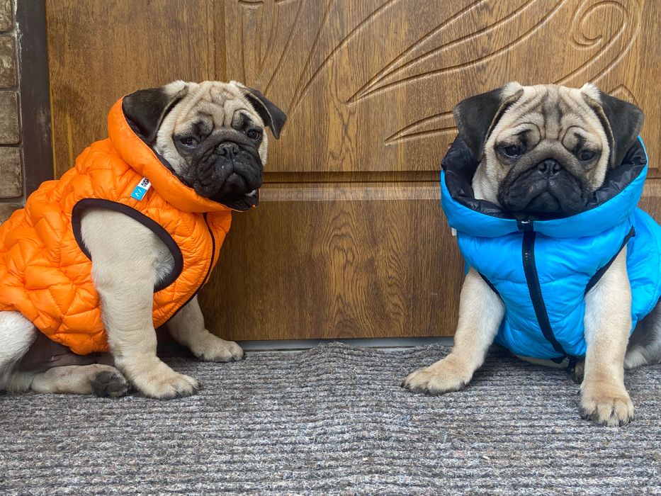 Чудові хлопчикі 5 місяців