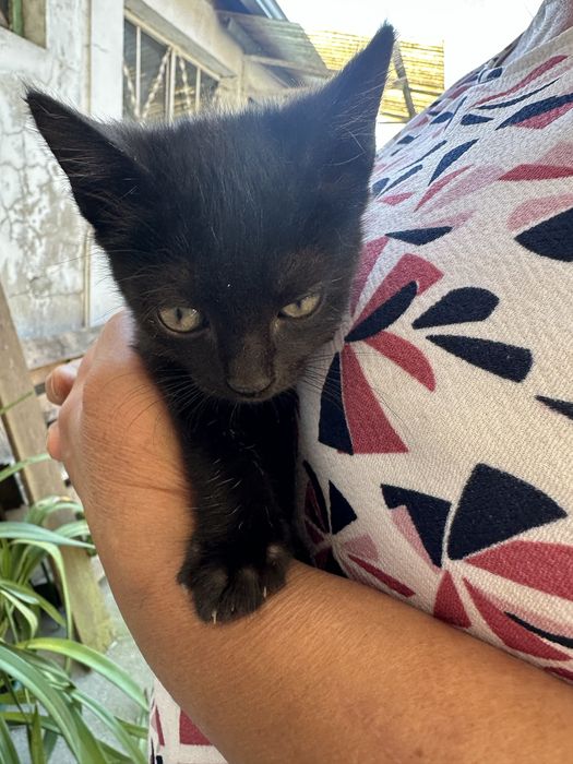 Dou gatinha bebé preta