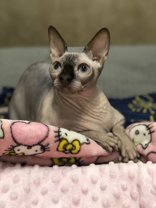 Сфінкс   дівчинка стерелізованая