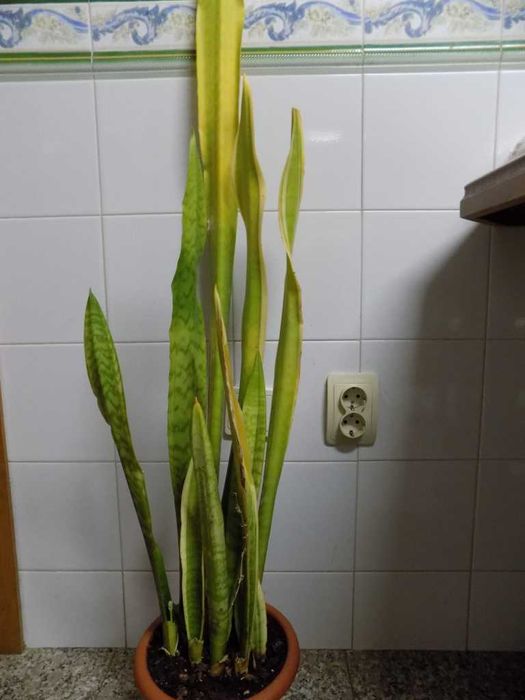 Espada de Santa Bárbara