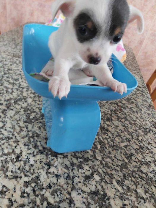 Chihuahua femea  mini