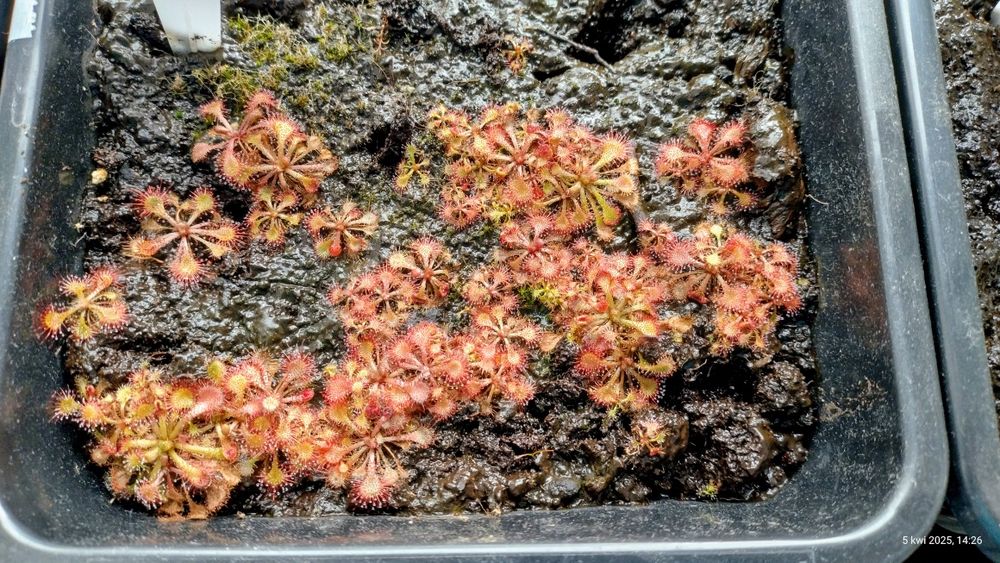 Drosera Natalensis i spatulata lovellae (rosiczka)
