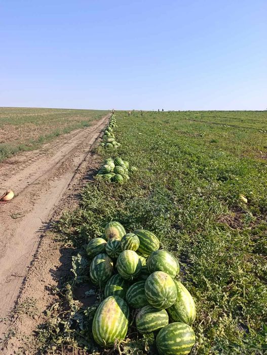 Кавун оптом маракеш
