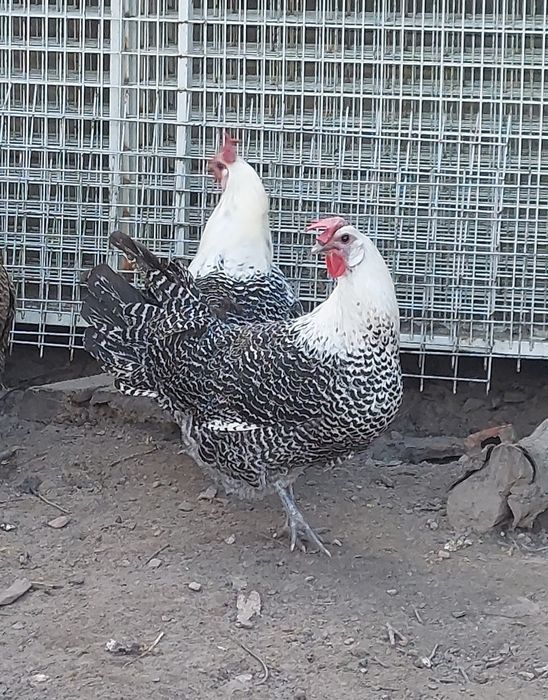 Jaja lęgowe brakli srebrnej