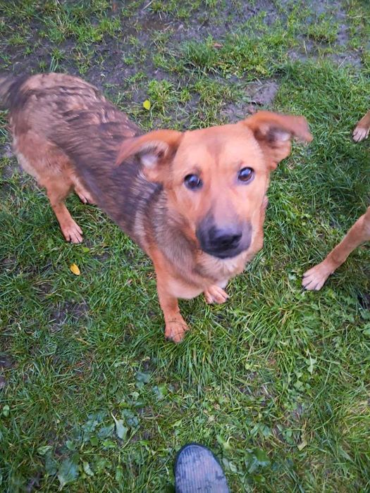 Безкоштовно віддамо в добрі руки 7-ми місячне цуценя -дівчинку малінуа