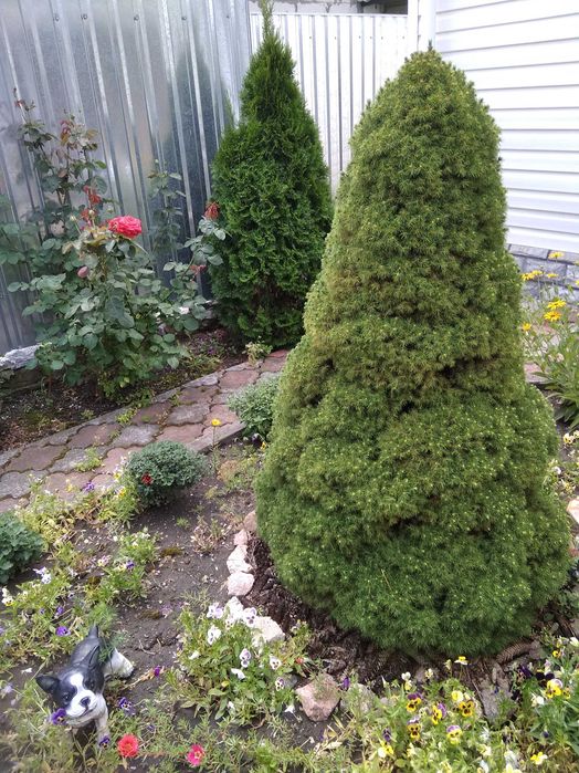 Ель Канадская, Туя, Плющ вечно зеленый, морозостойкий. Саженцы