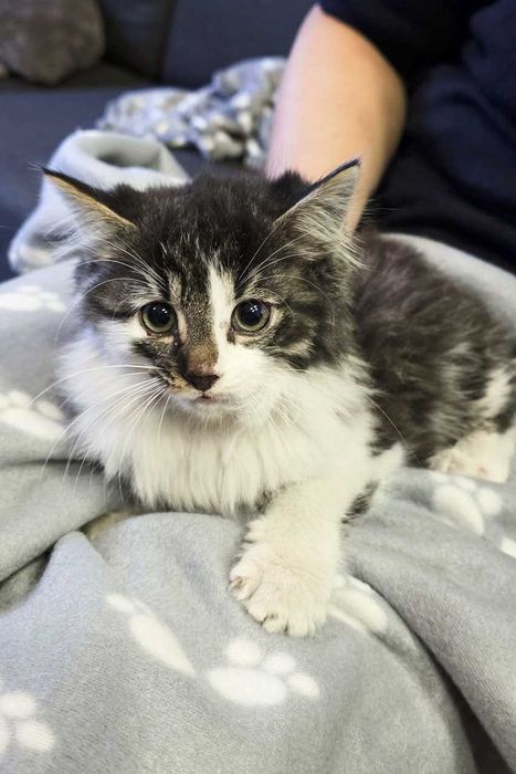 Paweł i Gaweł w jednym chcą mieszkać domu