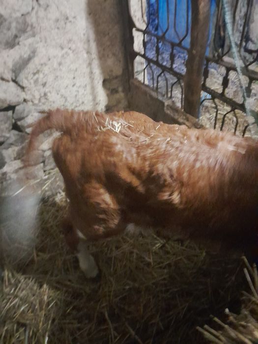 Пролаєця теличіка 10 днів