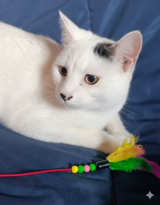 Віддам безкоштовно