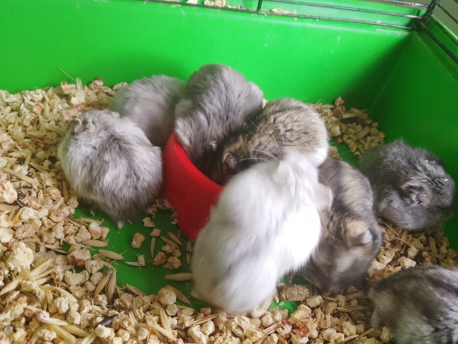 Джунгарский хомяк