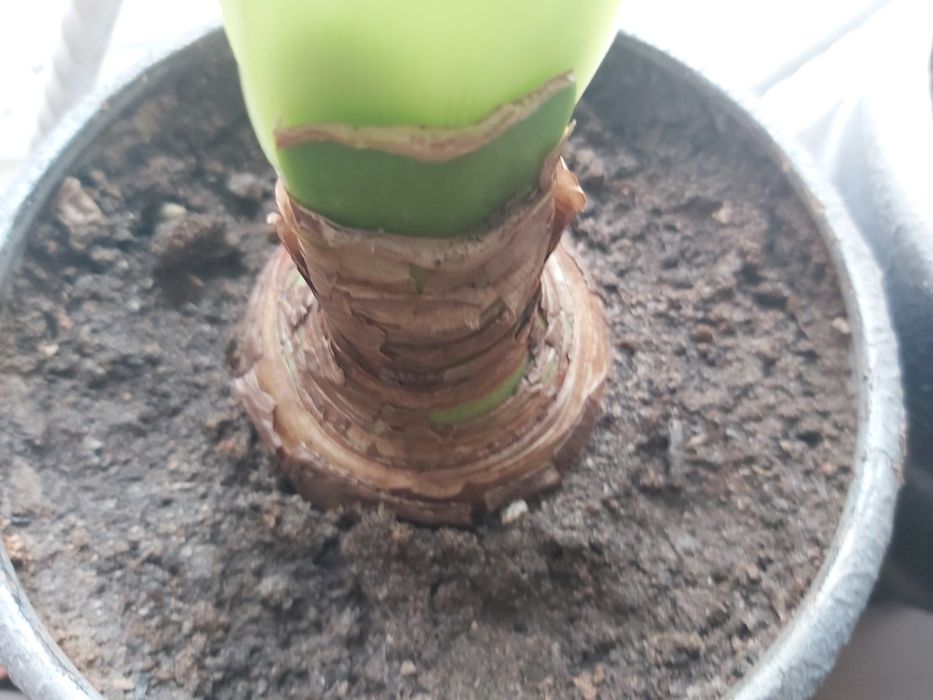 Амариліс цибулини