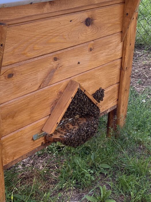 Sprzedam pszczoły- rodzine pszczela