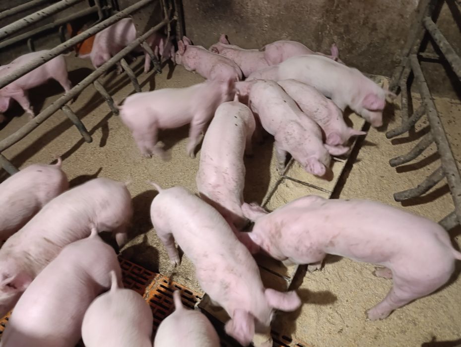 Поросятка на продаж