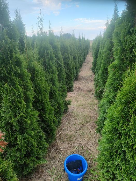 Tuje szmaragd 160 cm dostawa