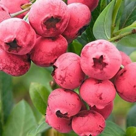 Саджанці Лохини від 1 до 5 років