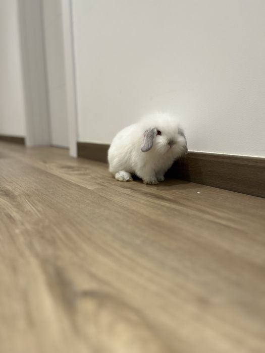 Para adocao casal de Coelhos anoes belier