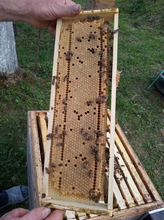 Матки Бакфаст F1. 2025року