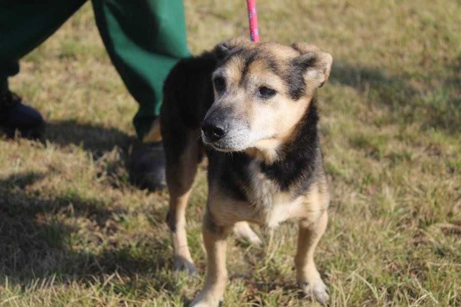 Bandziorek malutki, starszy piesek marzy o ciepłym domu - schronisko
