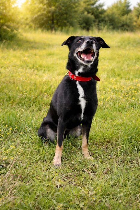 delikatny, nieduży, przyjazny pieseczek czeka na dom