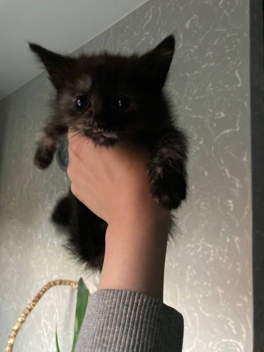 кошенята сіамської кішки