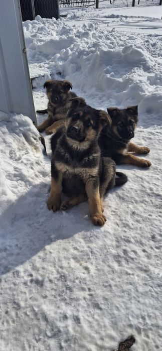 Продам цуценят німецької вівчарки