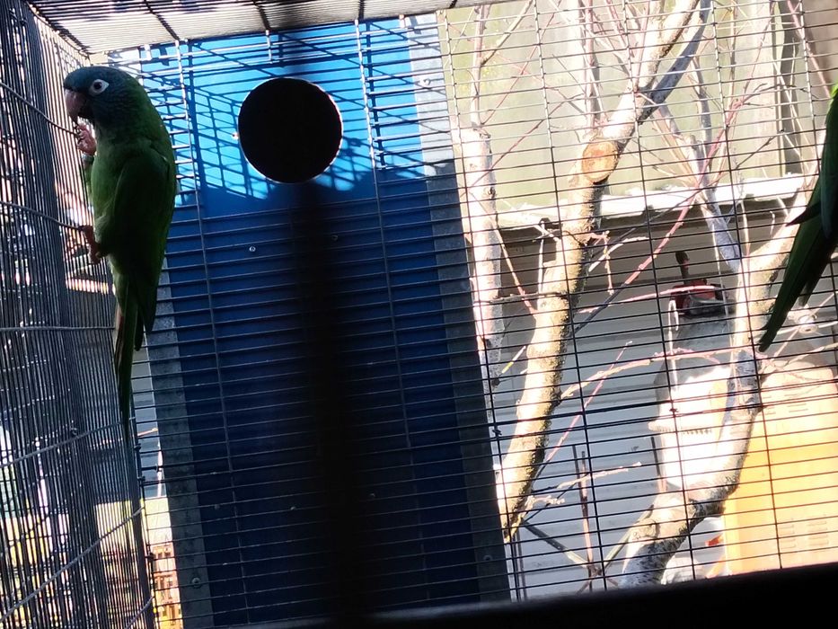 Casal de conures de cabeça azul
