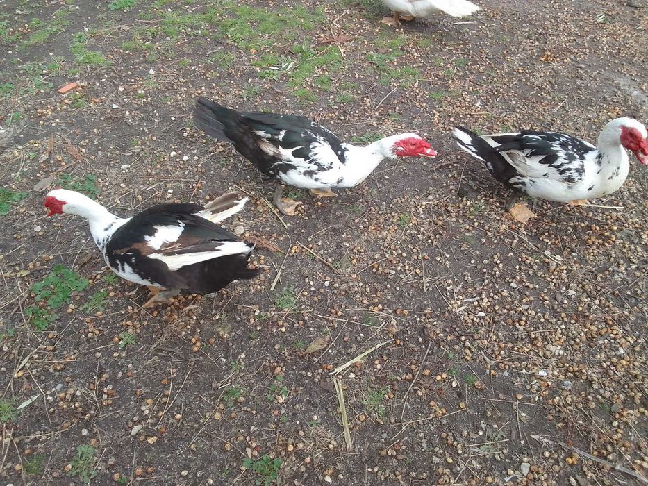 Pato Mudo Caseiro Adulto Macho