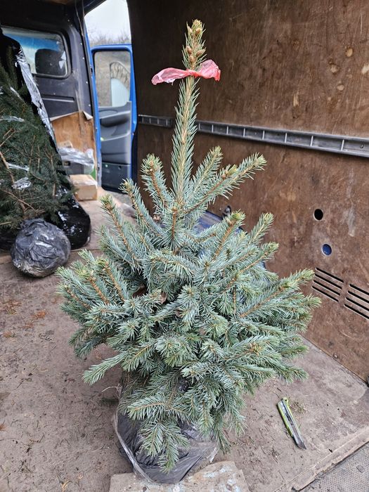 Ялинка блакитна, самшит, туя, ялівець, саджанці декоративних рослин