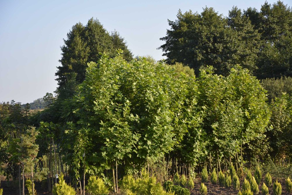 Platan klonolistny – majestatyczne drzewo ozdobne do Twojego ogrodu