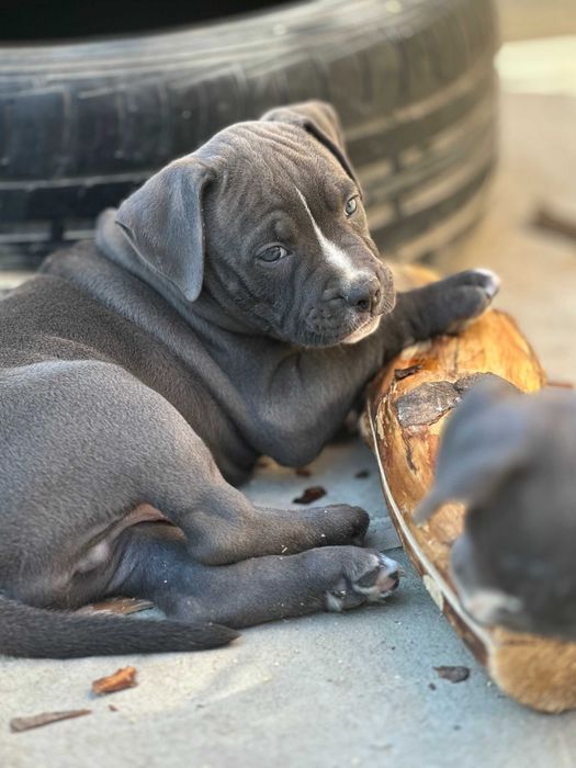 АСТ АМСАТФФ цуценя Щенки амстафф АСТ Стаффордширський тер'єр