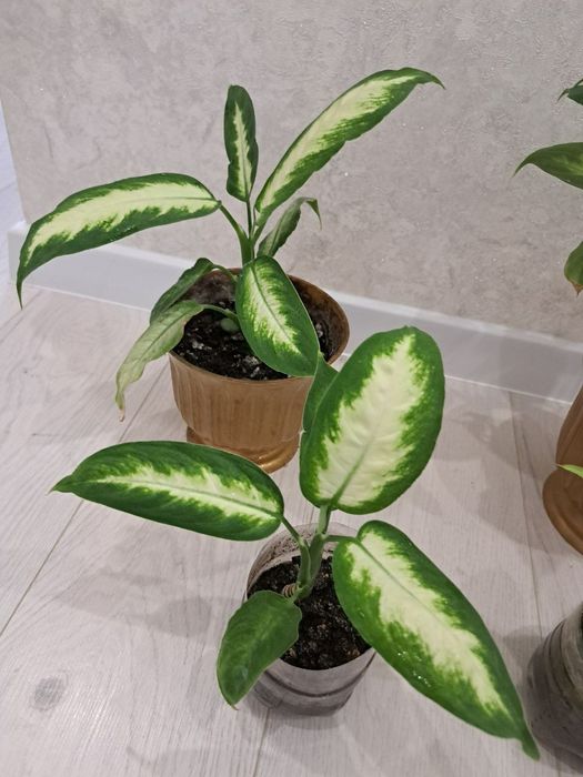 Дифінбахія Каміла