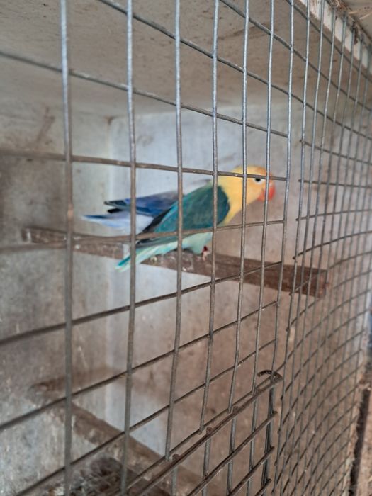 Agapornis Opalinos yellou face  opalinos azuis  verdes  portadores