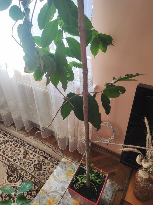 Кавове дерево - вазонком