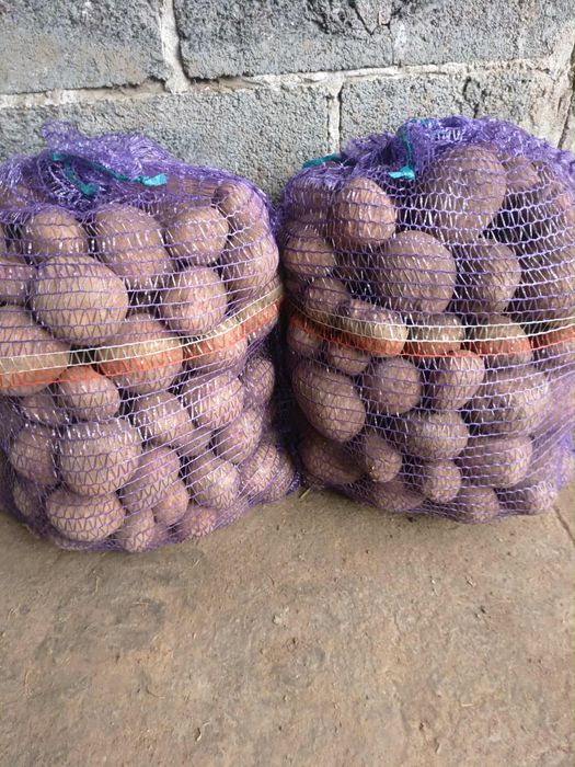 Ziemniaki Baltic Rose, Bellarosa, vega