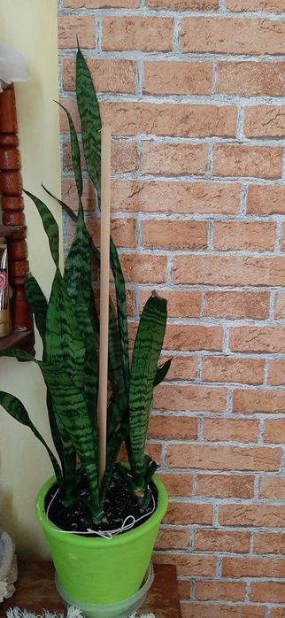 Кімнатні рослини