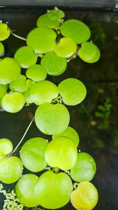 Limnobium laevigatum i inne rośliny Akwariowe