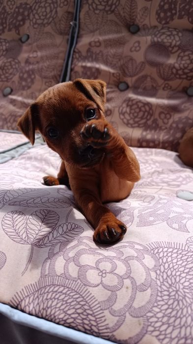 Pinczer miniaturowy