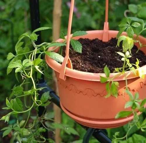 Planta de chá Jiaogulans  (Gynostemma pentaphyllum)