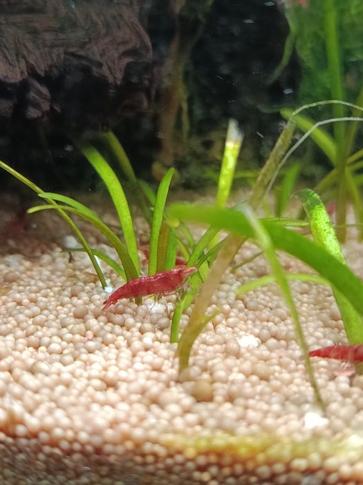 Camarões neocaridinas red