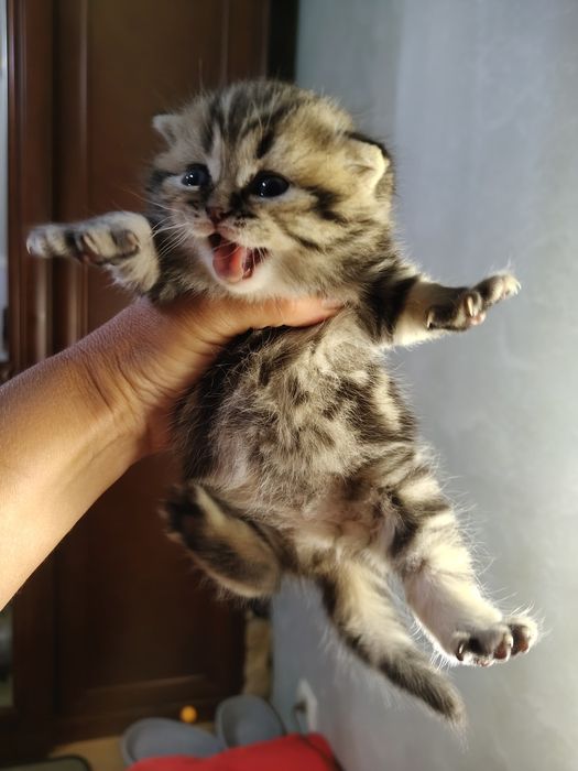 Шотландські кошенята