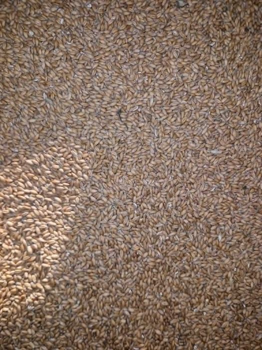 Pszenżyto ozime 2025