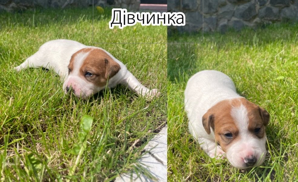 Собаки Джек Расл терєр