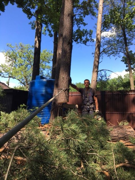 Видаленя дерев,корчування пнів,подрібненя гілок,покос трави,утилізація