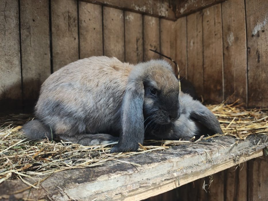 Sprzedamkróliki  samce i samiczki barany francuskie