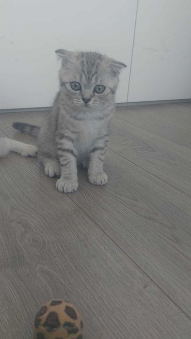 Scottish Fold silver tabby