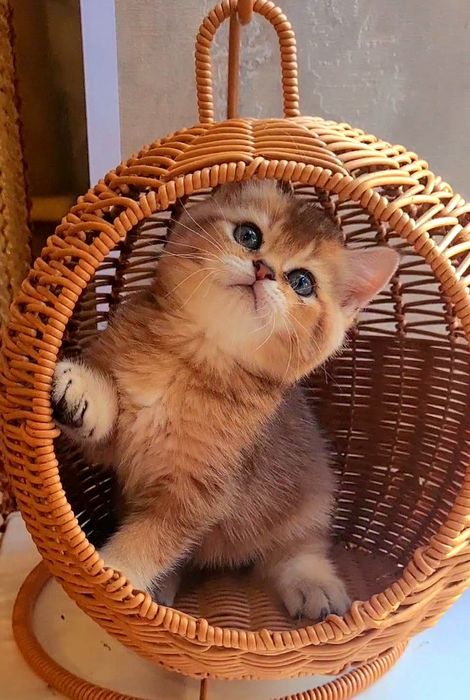 Красивып и оочень ласковые